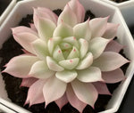Echeveria Prisma Variegata Soil Song