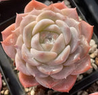 Echeveria Pure Love succulent rosette with pale cream and pink layered leaves