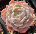 Echeveria Pure Love Soil Song