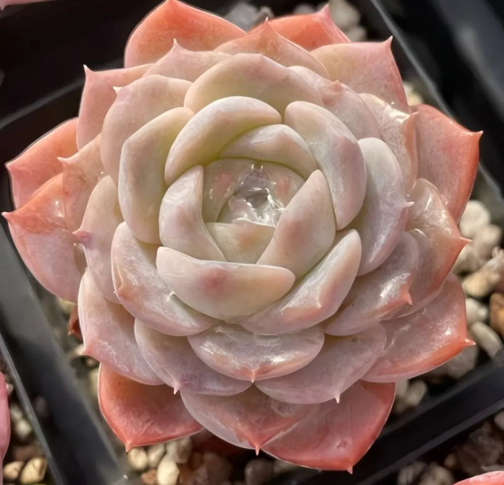 Echeveria Pure Love succulent rosette with pale cream and pink layered leaves