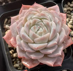 Succulent rosette with pale cream inner leaves and pink outer leaf tips