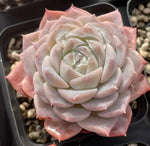 Echeveria Pure Love Soil Song