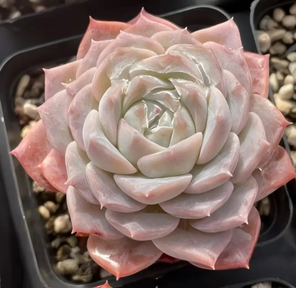 Succulent rosette with pale cream inner leaves and pink outer leaf tips