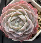 Pink and cream succulent rosette with tight spiral layered leaves