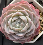 Echeveria Pure Love Soil Song
