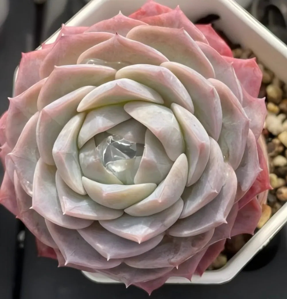 Pink and cream succulent rosette with tight spiral layered leaves
