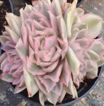 Echeveria Purple Butterfly Variegata Cluster Soil Song