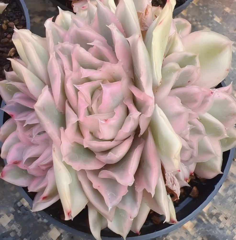 Echeveria Purple Butterfly Variegata Cluster Soil Song