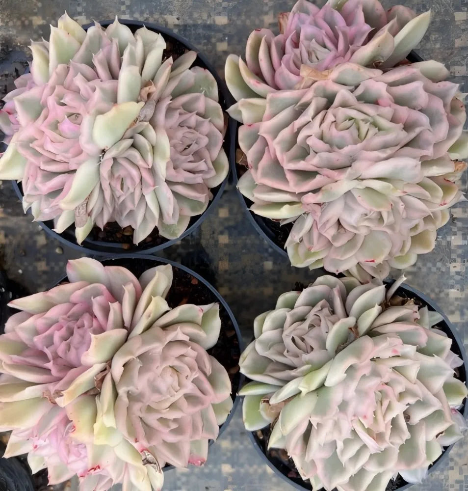 Echeveria Purple Butterfly Variegata Cluster Soil Song