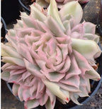 Echeveria succulent cluster with pale pink and cream rosette leaves in a pot