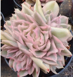 Echeveria Purple Butterfly Variegata Cluster Soil Song
