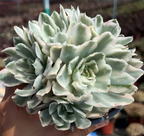 Variegated succulent rosette with pale green, cream-edged pointed leaves