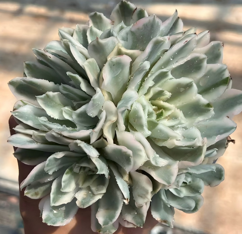 Variegated succulent rosette, pale green leaves with light centers and edges