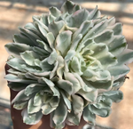 Echeveria Purple Butterfly Variegata Soil Song