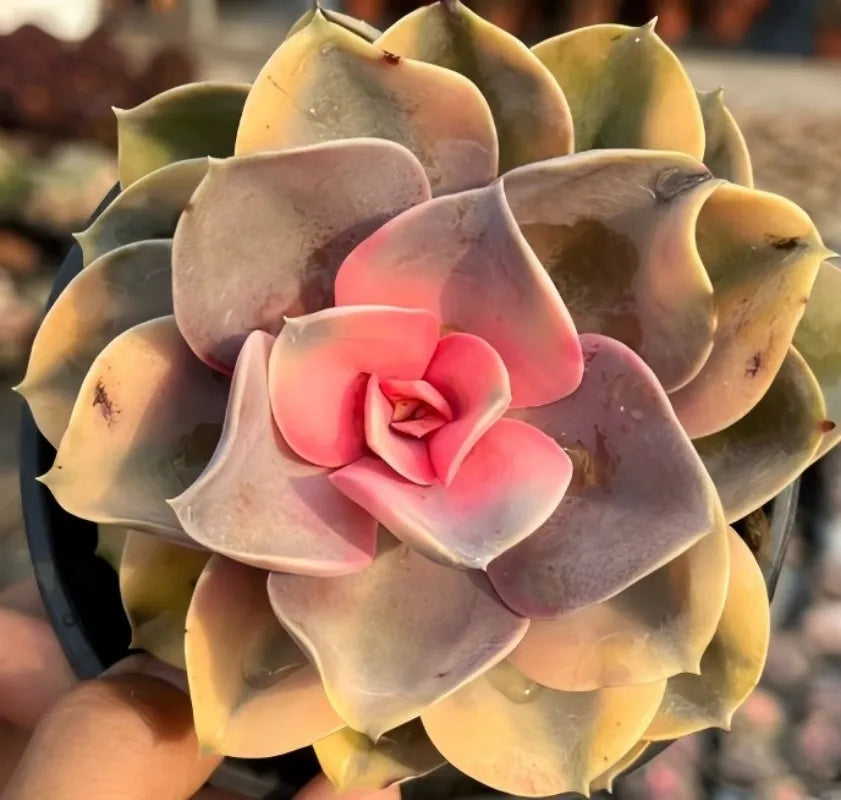 Echeveria Rainbow Soil Song