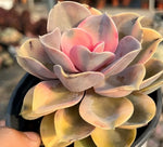 Echeveria Rainbow Soil Song