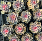 Echeveria Rainbow Soil Song