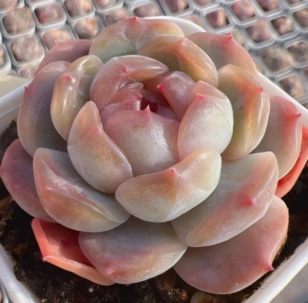 Echeveria succulent rosette with red-pink highlights and pale green inner leaves
