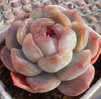 Echeveria succulent rosette with red-pink highlights and pale green inner leaves