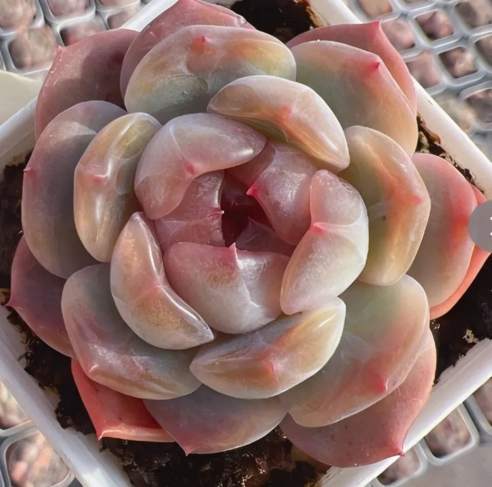 Echeveria succulent rosette with pink-red and pale green thick leaves