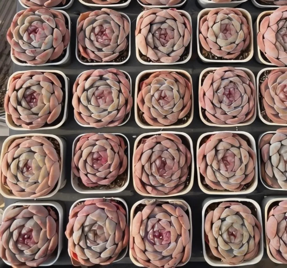 Tray of Echeveria succulent rosettes with pink-red and pale green thick leaves