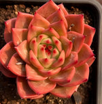 Echeveria Red Mirror Soil Song