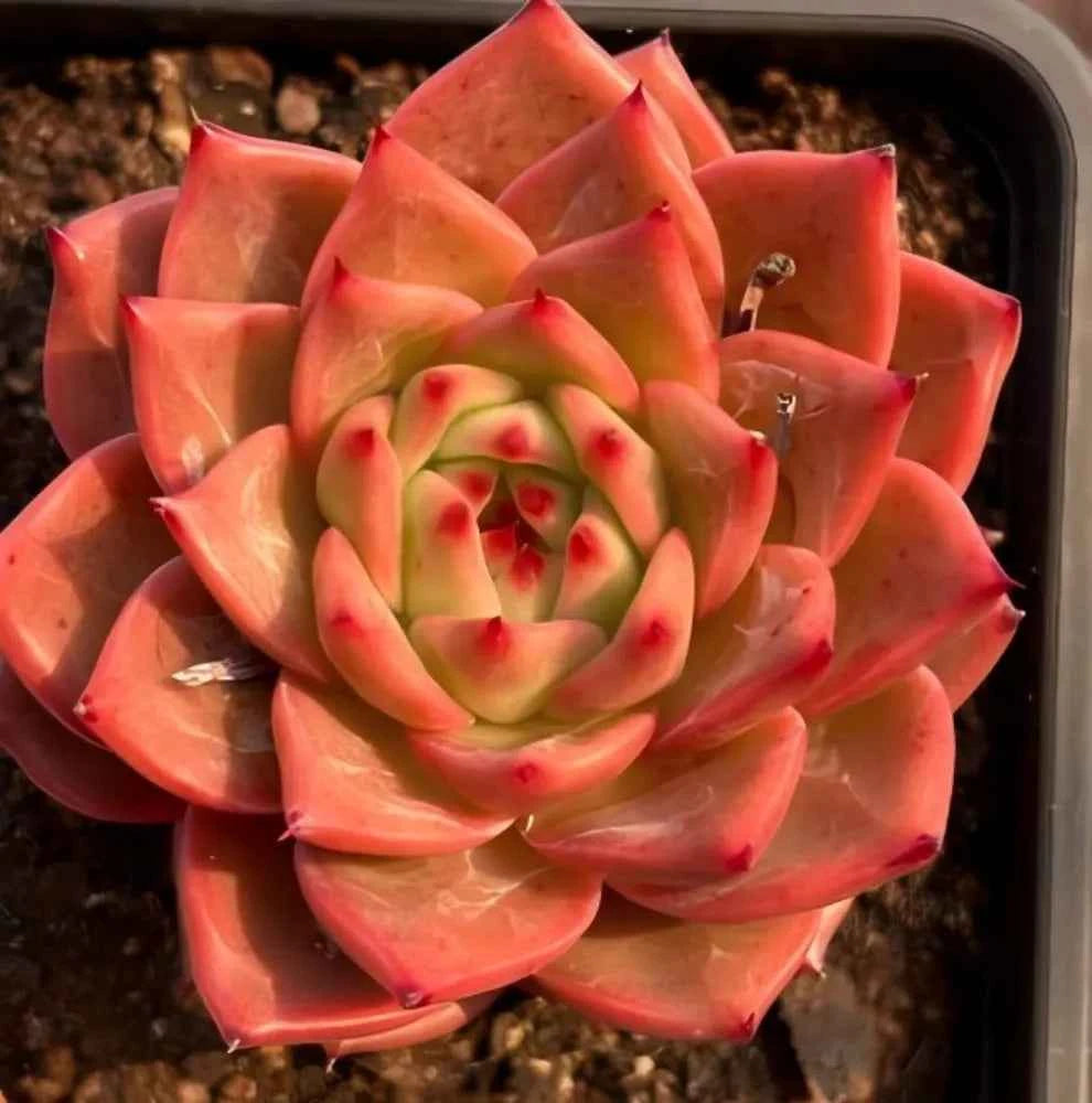 Echeveria succulent rosette with red and green layered leaves