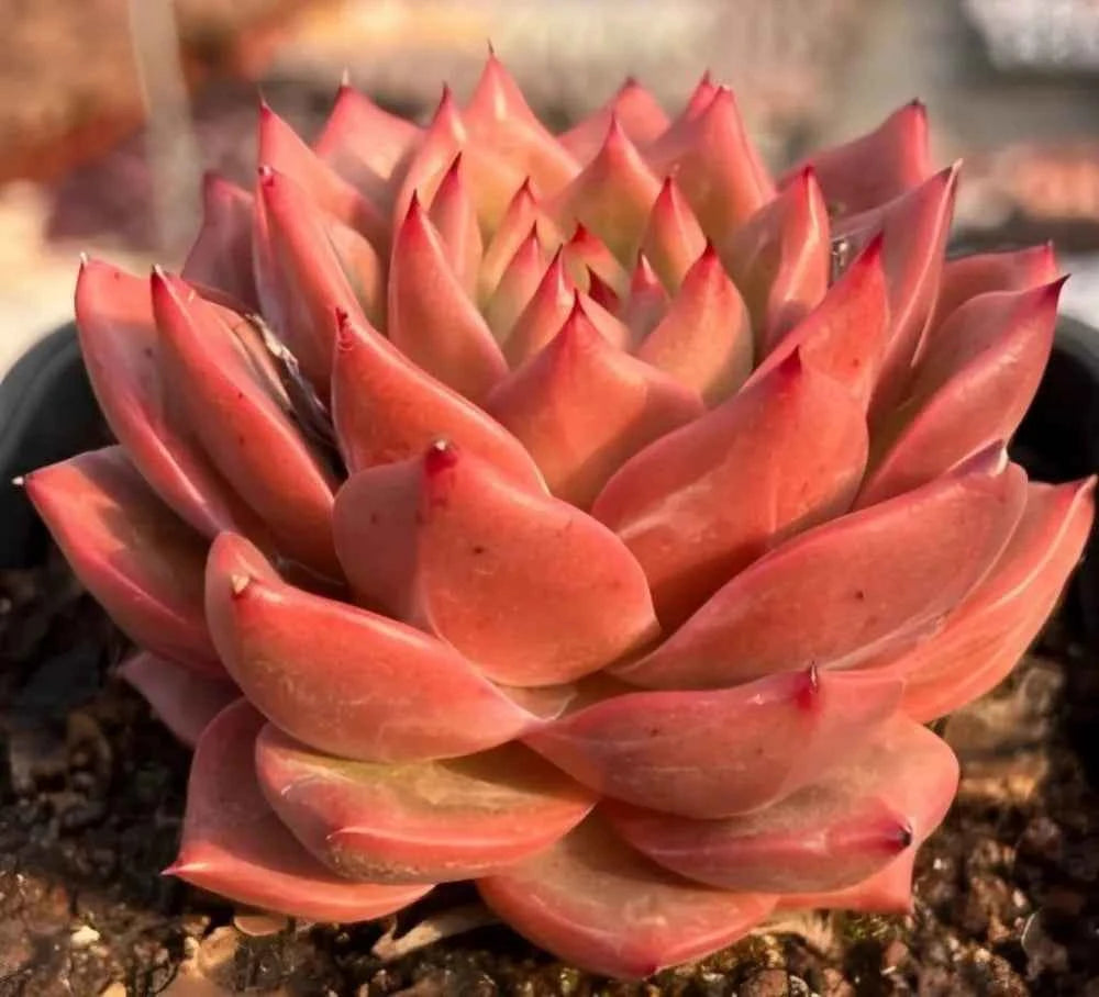 Echeveria succulent rosette cluster with red pointed leaves