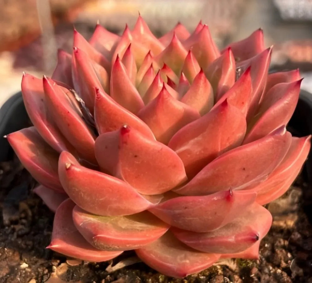 Echeveria Red Mirror Soil Song