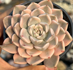 Echeveria Red Pink Beauty Variegata Soil Song