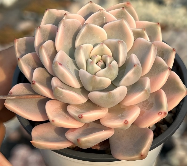 Echeveria rosette succulent, pale pink cream leaves with small red spots, black pot