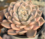 Echeveria Red Pink Beauty Variegata Soil Song