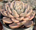Echeveria rosette succulent with pale pink and cream leaves, red tips, in a black pot