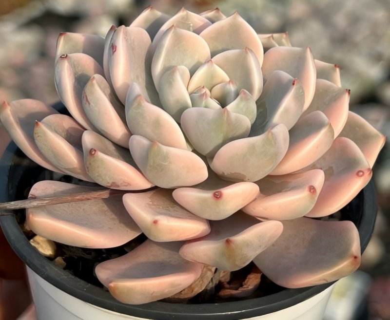 Echeveria Red Pink Beauty Variegata Soil Song