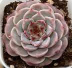 Pink and gray echeveria succulent rosette with layered leaves and red edges