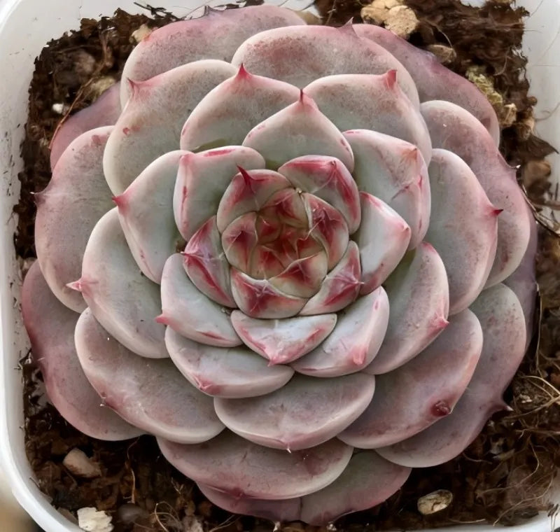 Echeveria Red Velvet Soil Song