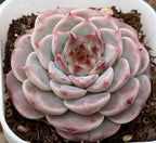 Pink and gray echeveria succulent rosette in a pot, red-tinted leaf tips