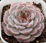 Echeveria Red Velvet Soil Song