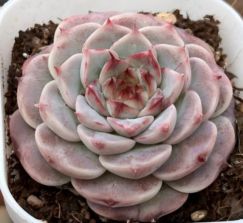 Pink and gray echeveria succulent rosette in a pot, red-tinted leaf tips