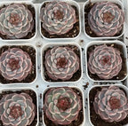 Set of nine pink-gray echeveria succulent rosettes in square pots