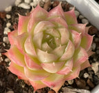 Echeveria Regina Ballard succulent rosette in cream, lime green, and pink tones