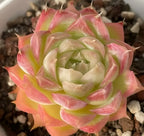 Echeveria Regina Ballard rosette succulent with layered pale center and pink tips