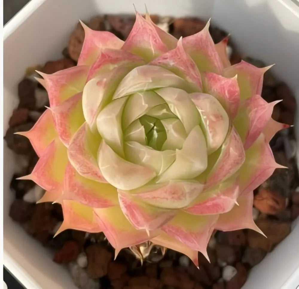 Echeveria Regina Ballard Soil Song