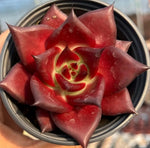 Echeveria Robin Soil Song