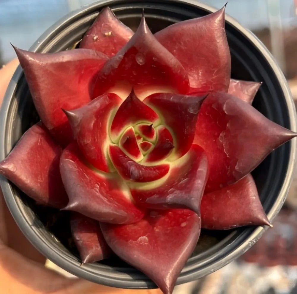Echeveria Robin Soil Song