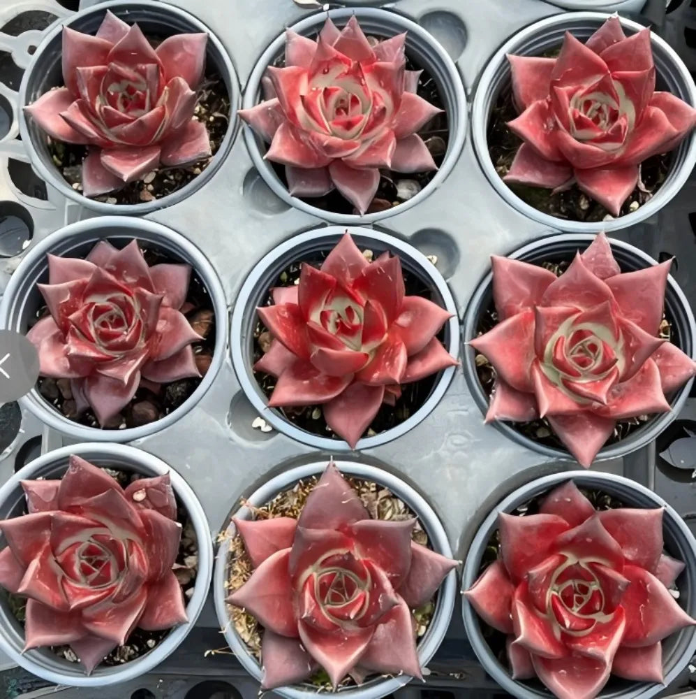 Set of red Echeveria rosette succulents in small pots, star leaves with light speckles