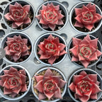 Set of red Echeveria rosette succulents in small pots, star leaves with light speckles