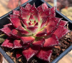 Red Echeveria rosette succulent with clustered star leaves and water droplets in a pot