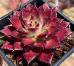 Echeveria Robin Soil Song