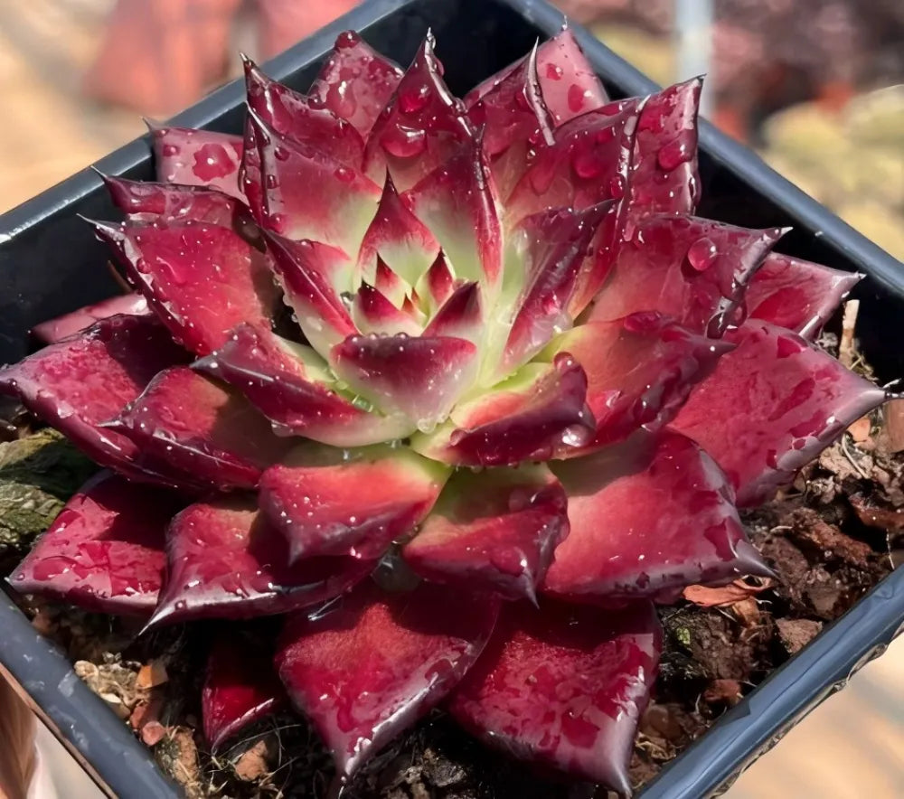 Echeveria Robin Soil Song